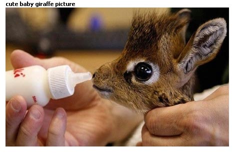 cute-baby-giraffe-picture1